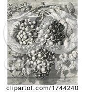 Poster, Art Print Of Close Up Of Grapes On A Vine