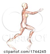Poster, Art Print Of 3d Female Figure With Muscle Map In Yoga Pose