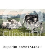 Poster, Art Print Of Calfs And Cattle
