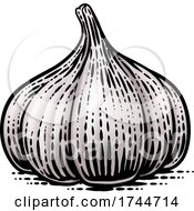 Garlic Bulb by AtStockIllustration
