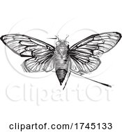 Woodcut Winged Cicada