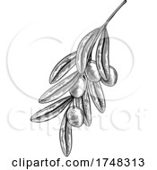 Poster, Art Print Of Olives Branch Illustration Woodcut Drawing