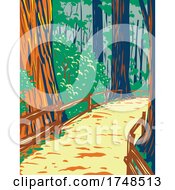 Redwood Trees In Muir Woods National Monument In Golden Gate National Recreation Area San Francisco California United States Of America WPA Poster Art