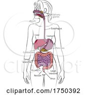 Poster, Art Print Of Human Digestive System Woman Anatomy Diagram