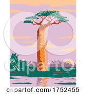 Poster, Art Print Of Grandidiers Baobab Or Adansonia Grandidieri The Biggest And Most Famous Species Of Baobabs In Madagascar Wpa Poster Art