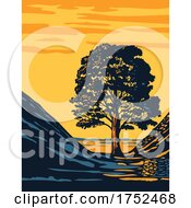 Poster, Art Print Of Sycamore Gap Tree In HadrianS Wall Country Within Northumberland National Park In North East England Uk Art Deco Wpa Poster Art
