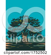 Centuries Old Balete Tree Balite Or Baliti From The Genus Ficus In Canlaon City Negros Oriental Philippines WPA Poster Art