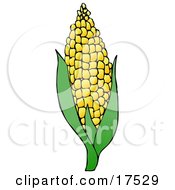 Royalty Free Clipart Of Sweet Yellow Corn On The Cob
