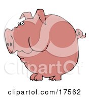 Poster, Art Print Of Fat Pink Pig With A Curly Tail Holding Food In His Cheeks