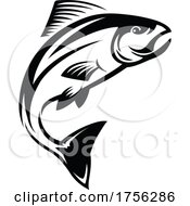 Poster, Art Print Of Salmon Or Trout