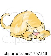 Frisky Orange Cat