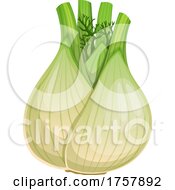 Fennel Bulb by Vector Tradition SM