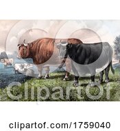 Poster, Art Print Of Fat Cattle In A Pasture
