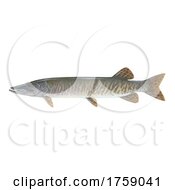 Poster, Art Print Of Muskellunge Muskie Musky Fish On A White Background