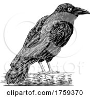 Poster, Art Print Of Crow Raven Corvus Bird Vintage Engraved Woodcut