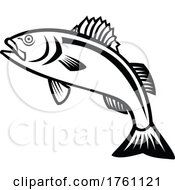 Poster, Art Print Of European Seabass Sea Bass Or Dicentrarchus Labrax Jumping Up Mascot Black And White