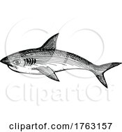 Poster, Art Print Of Shark