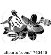 Poster, Art Print Of Plumeria Frangipani Tropical Bali Flower Drawing