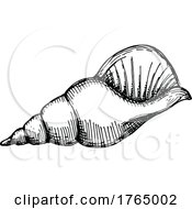 Poster, Art Print Of Shell