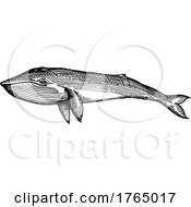Poster, Art Print Of Sketched Whale