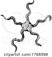 Sketched Starfish