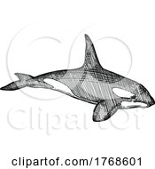 Poster, Art Print Of Sketched Orca