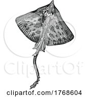 Poster, Art Print Of Sketched Stingray