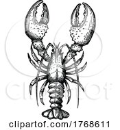 Sketched Lobster