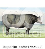 Poster, Art Print Of Steer Cow In A Pasture