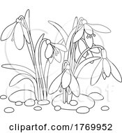 Poster, Art Print Of Cartoon Black And White Snowdrop Flowers