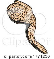 Poster, Art Print Of Moray Eel