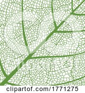 Poster, Art Print Of Skeleton Leaf