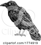 05/16/2022 - Crow Raven Corvus Bird Vintage Engraved Woodcut