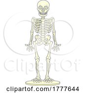 Poster, Art Print Of Cartoon Human Skeleton Model