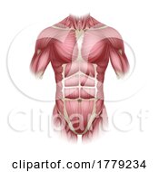 Poster, Art Print Of Torso Trunk Muscles Human Medical Anatomy Diagram