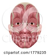 Poster, Art Print Of Face Muscles Human Muscle Medical Anatomy Diagram