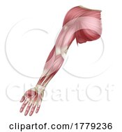 Poster, Art Print Of Arm Muscles Human Muscle Medical Anatomy Diagram