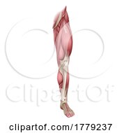 Poster, Art Print Of Leg Muscles Human Muscle Medical Anatomy Diagram