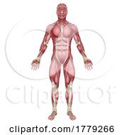 Muscles Of Human Body Medical Anatomy Illustration