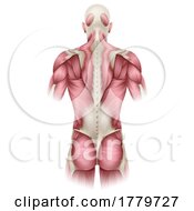 Poster, Art Print Of Human Body Trunk Back Muscles Anatomy Illustration