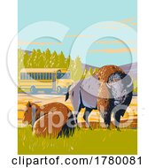 Poster, Art Print Of Wildlife Bus Tour And Bison In The Prairie Of Yellowstone National Park Wyoming Wpa Poster Art