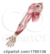 Poster, Art Print Of Arm Muscles Human Body Anatomical Illustration