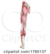 Poster, Art Print Of Leg Muscles Human Body Anatomical Illustration