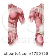 Poster, Art Print Of Human Body Trunk Muscles Anatomy Illustration