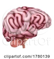 Poster, Art Print Of Human Brain Anatomy Medical Illustration