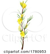 Poster, Art Print Of Flowering Rooibos Plant
