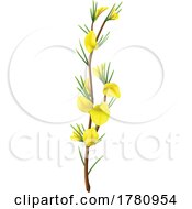 Flowering Rooibos Plant
