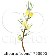 Poster, Art Print Of Flowering Rooibos Plant