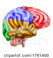 Poster, Art Print Of Human Brain Regions Lobes Anatomy Illustration