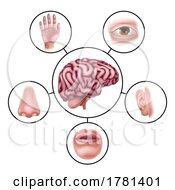 Poster, Art Print Of Five Senses Brain Educational Illustration Diagram
